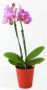 Mini Phalaenopsis