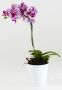 Mini Phalaenopsis