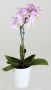 Mini Phalaenopsis
