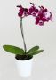 Mini Phalaenopsis