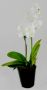 Mini Phalaenopsis