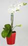 Mini Phalaenopsis