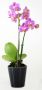 Mini Phalaenopsis