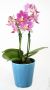 Mini Phalaenopsis