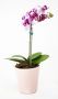 Mini Phalaenopsis