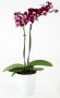 Mini Phalaenopsis