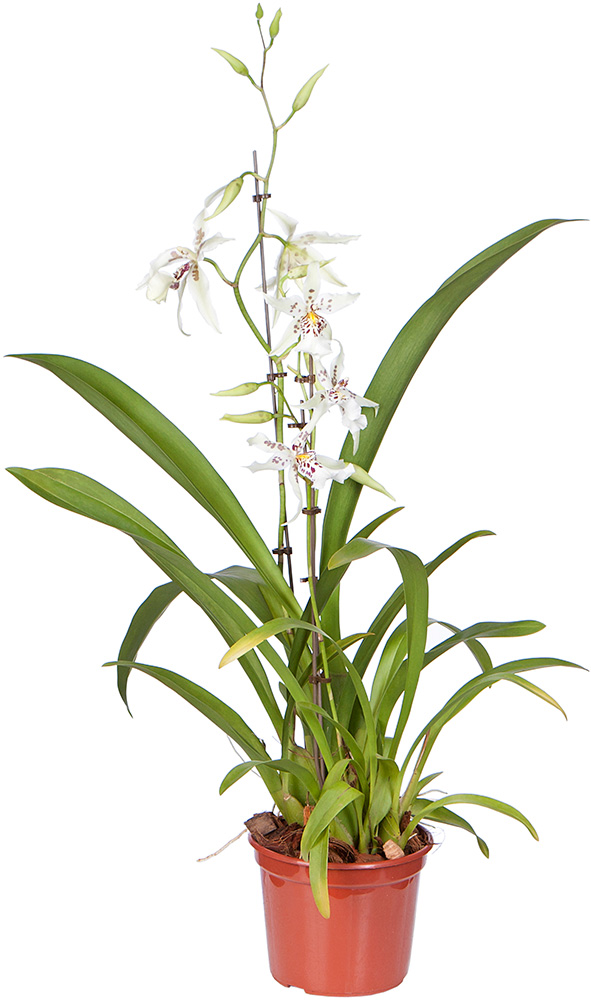 Ecoflora | Oncidium