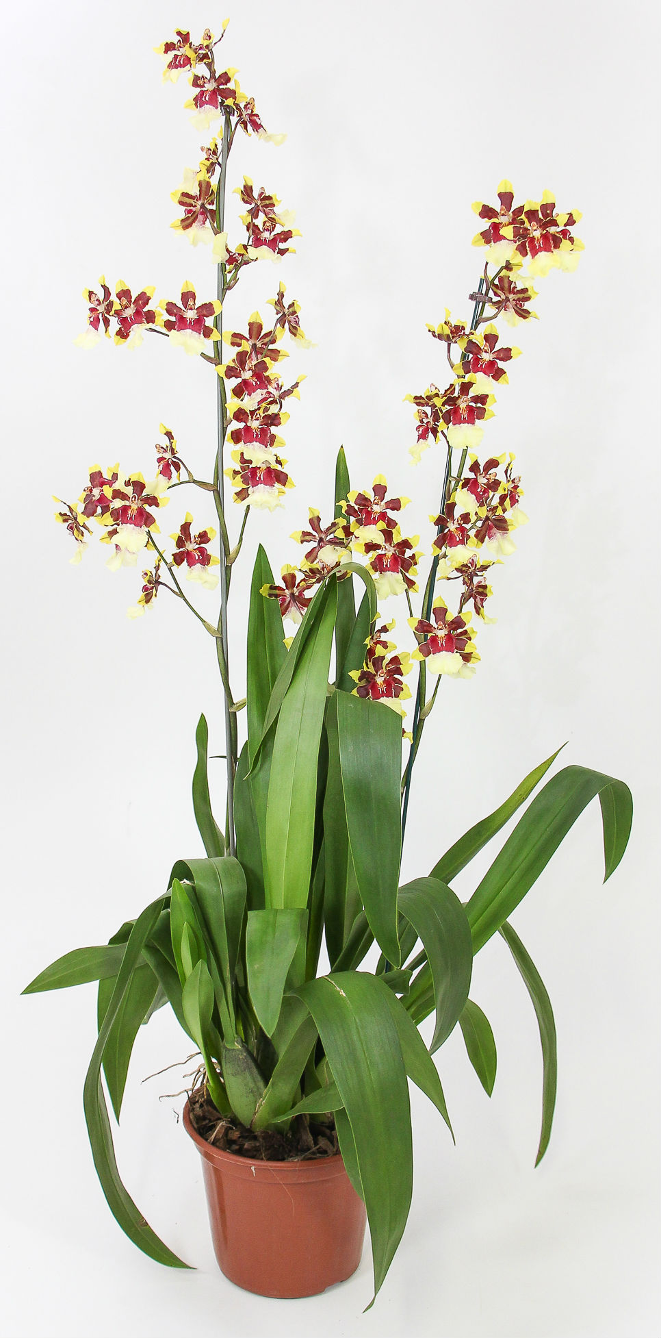 Ecoflora | Oncidium