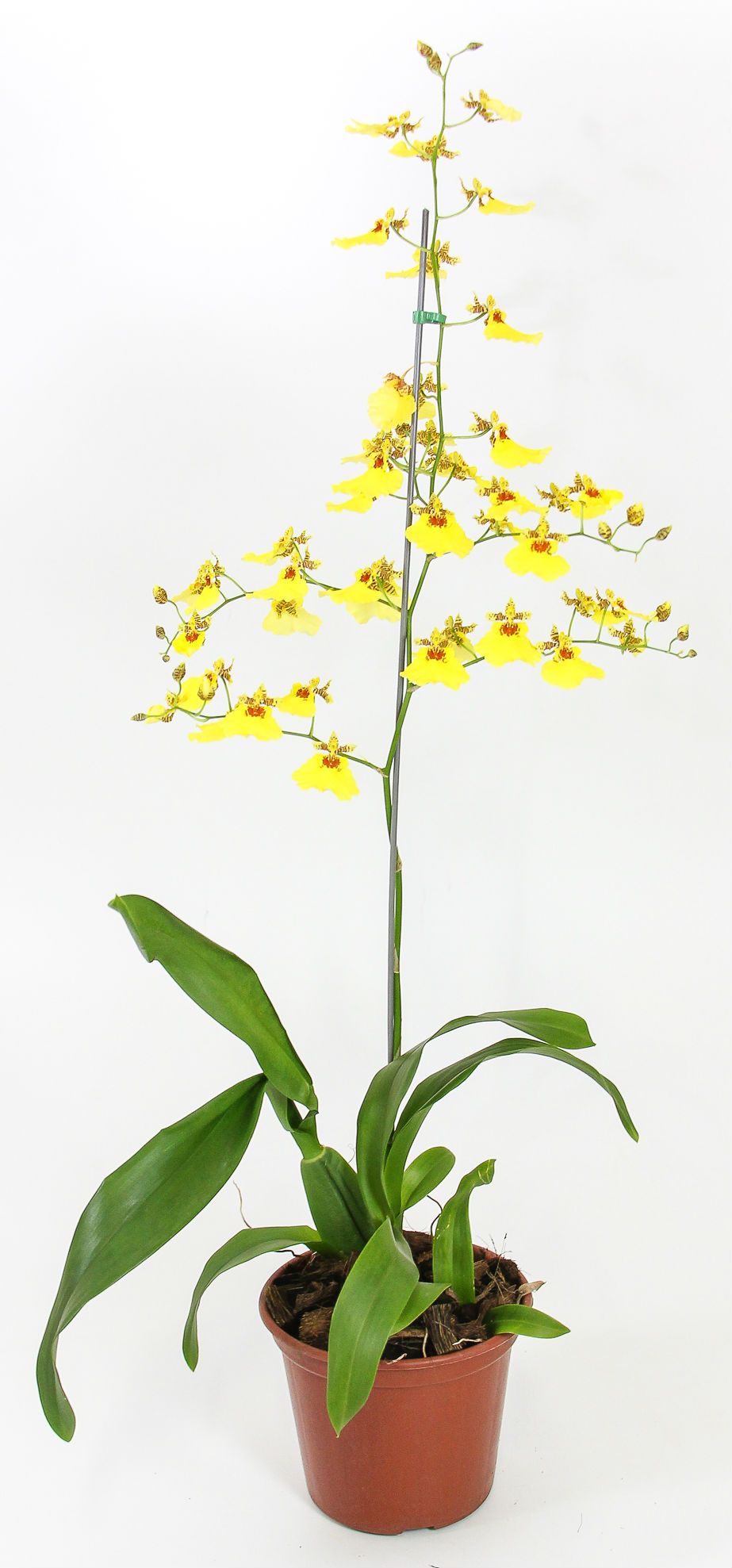 Ecoflora | Oncidium