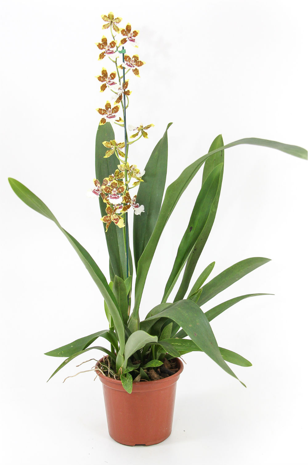 Ecoflora | Oncidium