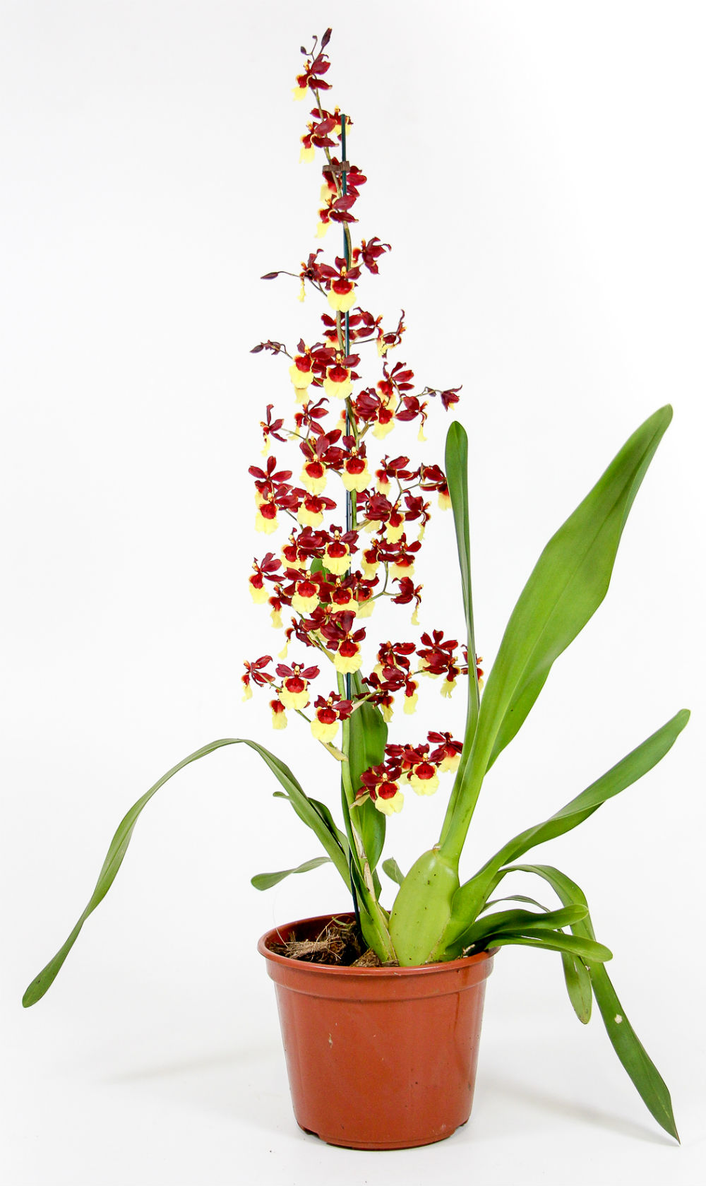 Ecoflora | Oncidium