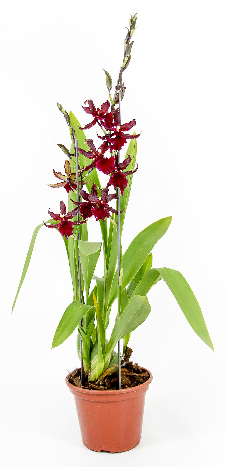 Ecoflora | Oncidium