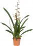 Colmanara Wildcat Green Valley