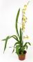 Oncidium Golden Afternoon