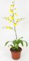 Oncidium Sweet Sugar