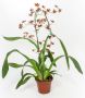 Oncidium Sharry Baby
