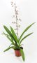 Oncidium Cleo's Pride Hama