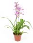 Beallara Patricia McCully Princess