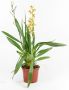 Oncidium Golden Crow Golden Girl