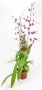 Oncidium Sharru Baby Red
