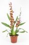 Oncidium Volcano Hula Halau