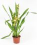 Oncidium Golden Afternoon