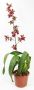 Colmanara Wildcat Petit Shirah