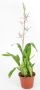 Miltassia Madame Fitch Izumi
