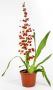 Oncidium Volcano Hula Halau