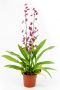 Oncidium Sharry Baby Red Fantasy