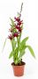 Colmanara Massai Red