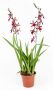 Colmanara Massai Red