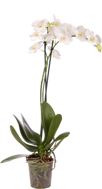 Ecoflora | Phalaenopsis