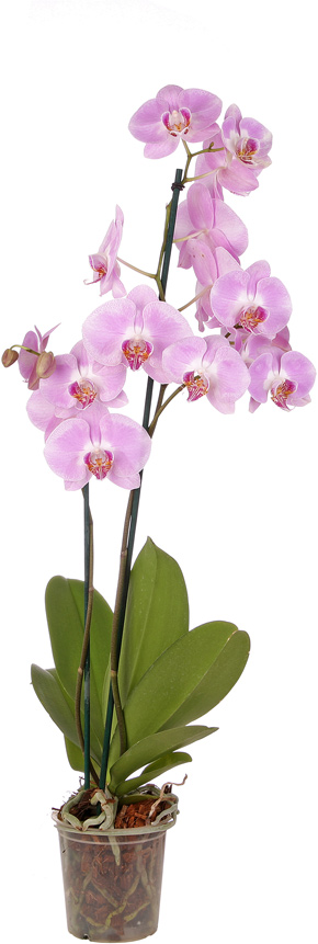 Ecoflora | Phalaenopsis