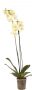 Phalaenopsis 2 hastes