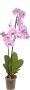 Phalaenopsis 2 hastes