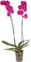 Phalaenopsis 2 hastes