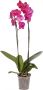 Phalaenopsis 2 hastes