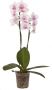Phalaenopsis 2 hastes