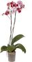 Phalaenopsis 2 hastes
