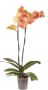 Phalaenopsis 2 hastes
