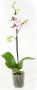 Phalaenopsis Mix